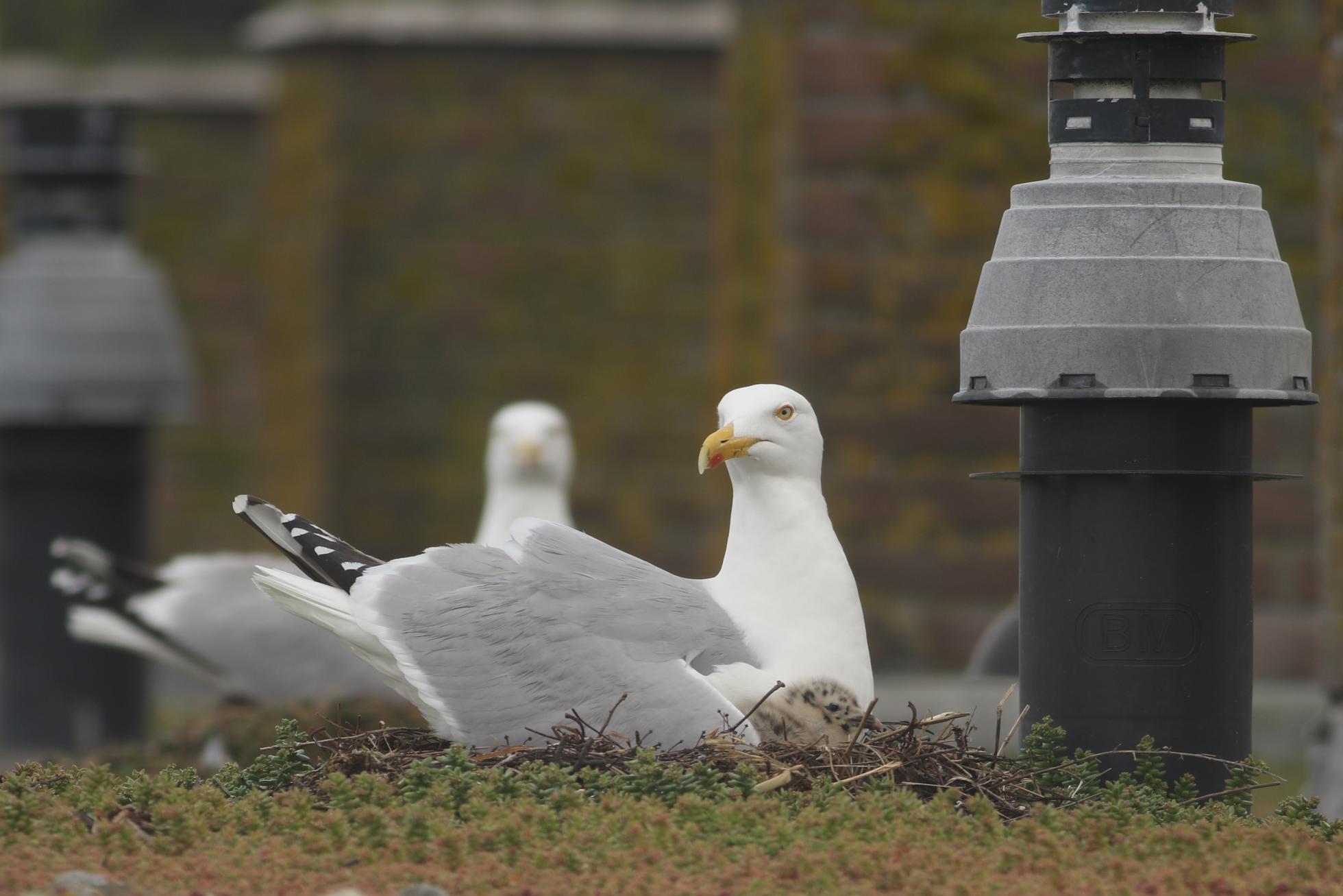 Meeuwen op het dak, waar en hoeveel? Sovon